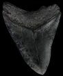 Fossil Megalodon Tooth #56968-2
